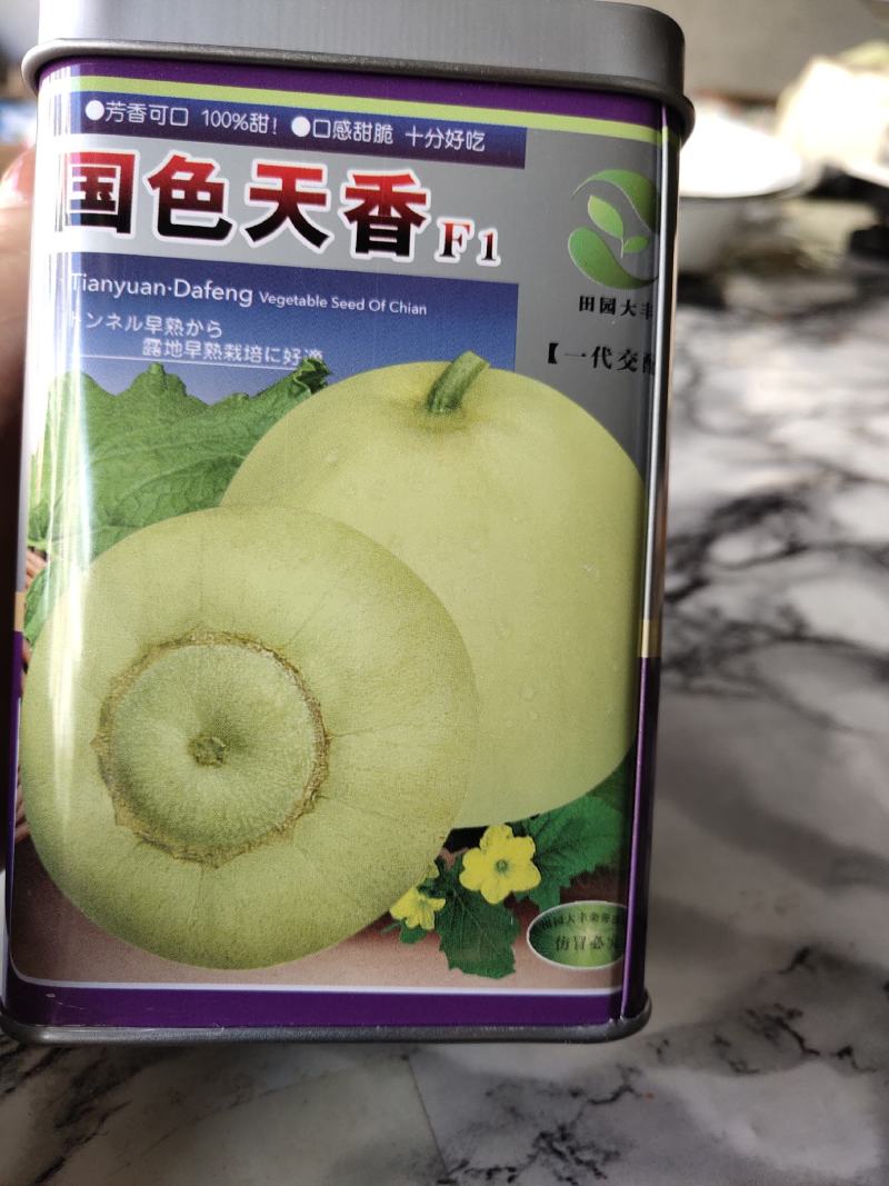 国色天香甜瓜种子，早熟品种。高产，单果500克