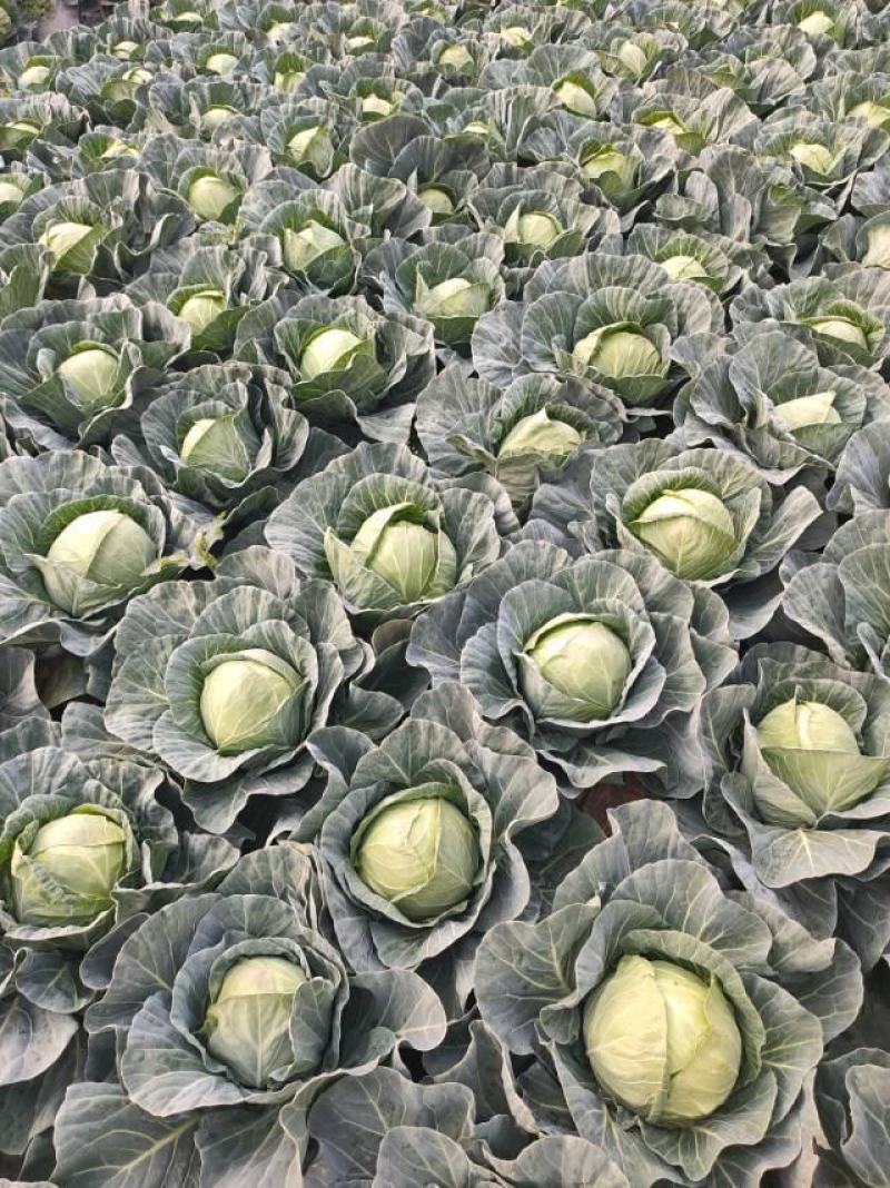 精品甘蓝，小铁头清秀，无虫眼，欢迎各位客商前来订购