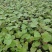 多色矾根价格，矾根工程苗基地，矾根专业种植大量供应