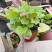 多色矾根价格，矾根工程苗基地，矾根专业种植大量供应