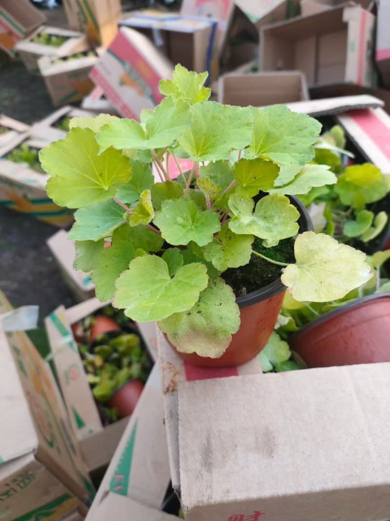 多色矾根价格，矾根工程苗基地，矾根专业种植大量供应