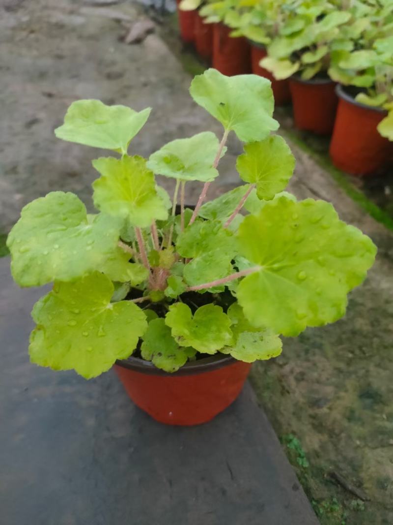 多色矾根价格，矾根工程苗基地，矾根专业种植大量供应