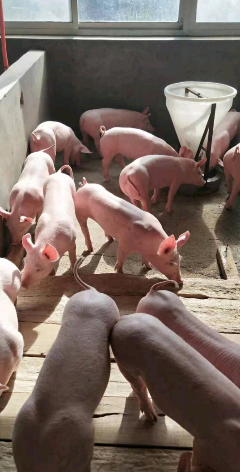 贵州长白仔猪大型猪场直销防疫到位送猪到家安全可靠