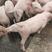 贵州长白仔猪大型猪场直销防疫到位送猪到家安全可靠