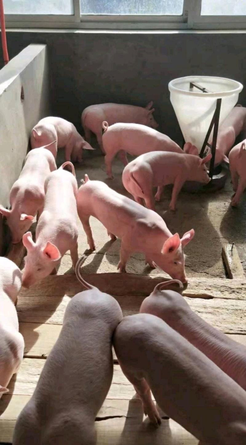 云南长白仔猪大型猪场批发防疫到位送猪到家安全可靠
