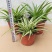 金边吊兰植物室内好养花卉盆栽吸除去甲醛桌面小绿植水养