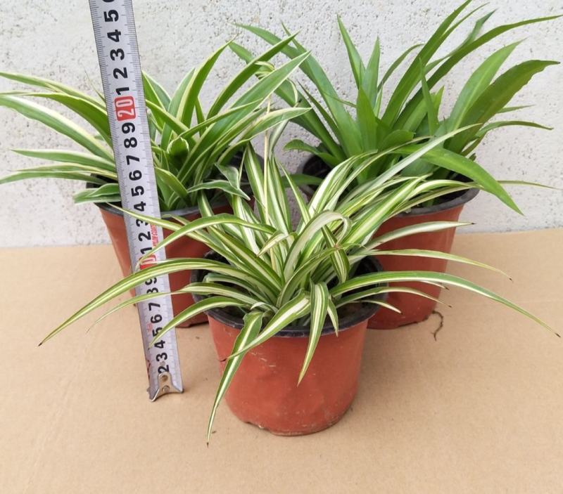 金边吊兰植物室内好养花卉盆栽吸除去甲醛桌面小绿植水养