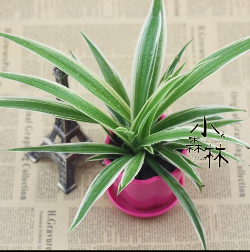 金边吊兰植物室内好养花卉盆栽吸除去甲醛桌面小绿植水养