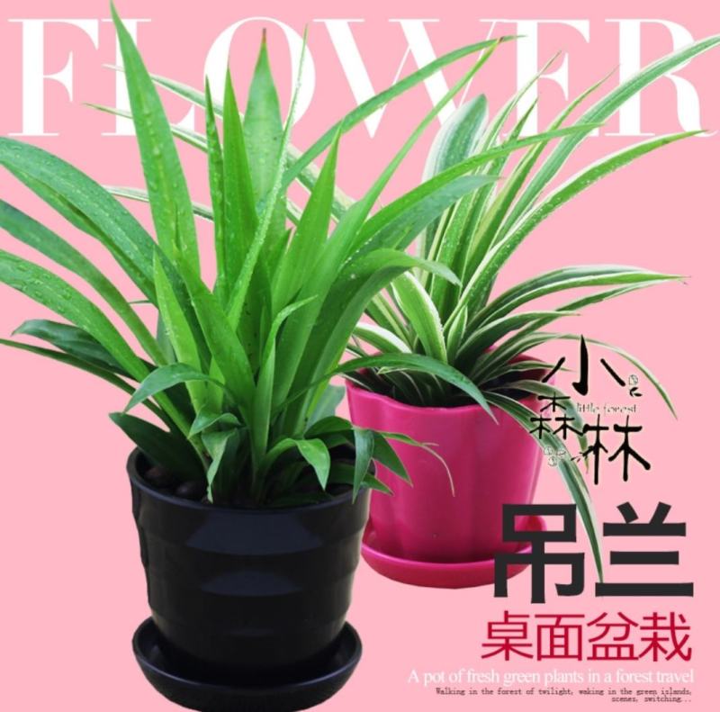 金边吊兰植物室内好养花卉盆栽吸除去甲醛桌面小绿植水养