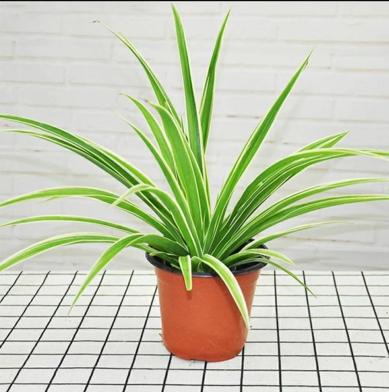 金边吊兰植物室内好养花卉盆栽吸除去甲醛桌面小绿植水养