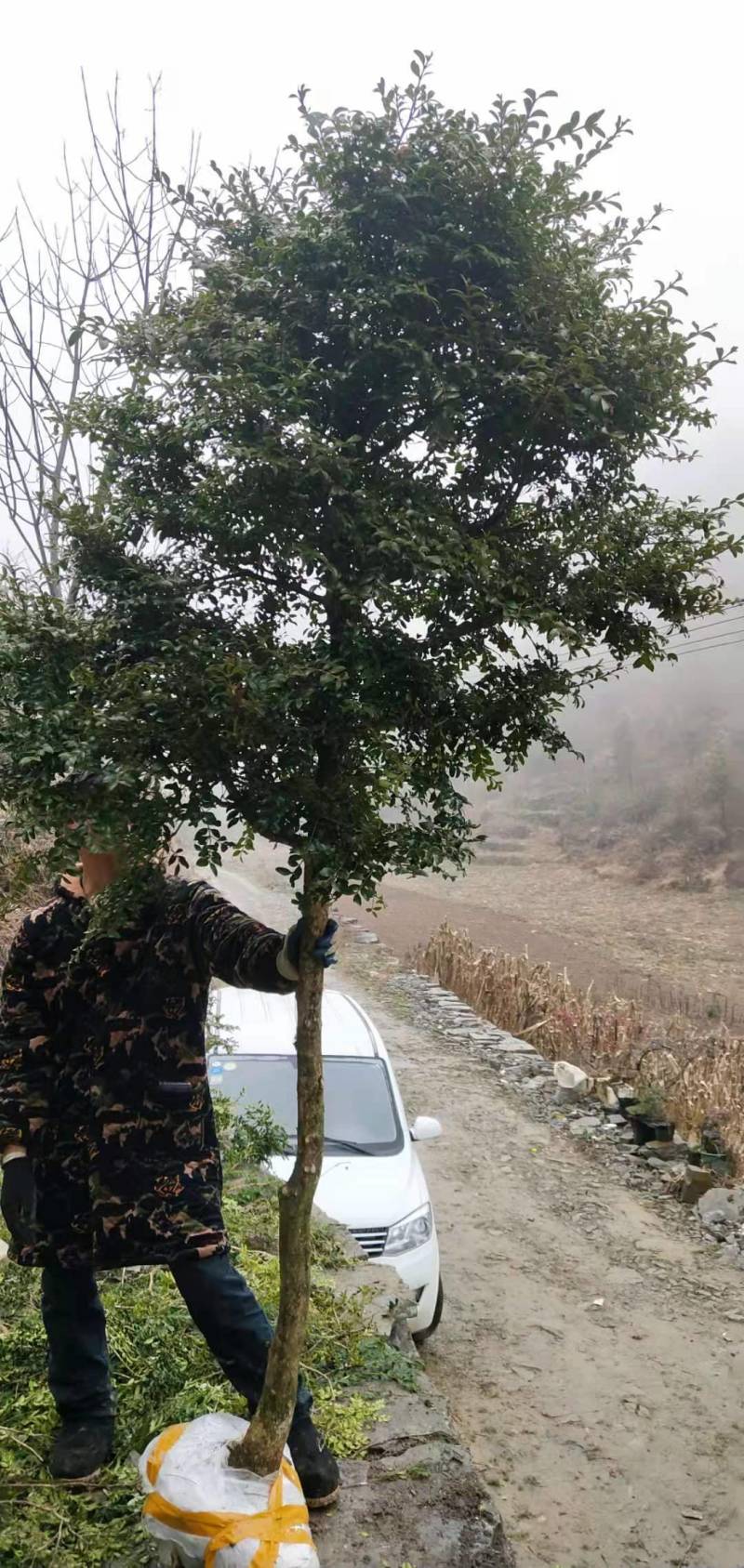 黄杨，湖北瓜子黄杨全冠，园林绿化，园林绿化苗木