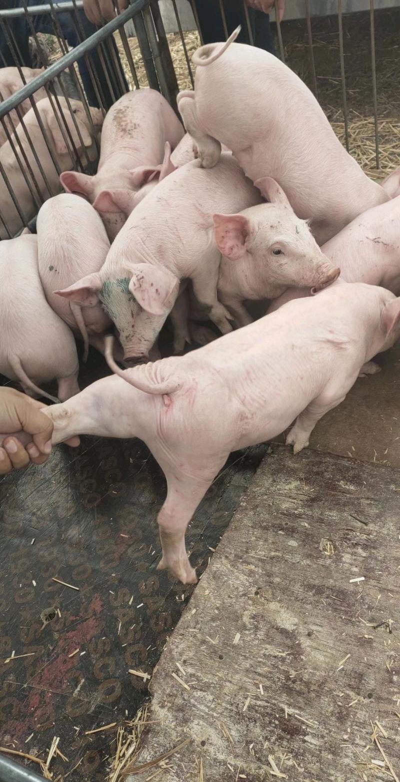 湖北三元仔猪大型猪场直销免疫到位送猪到家安全可靠