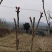 一级露天香椿芽，无任何添加剂。