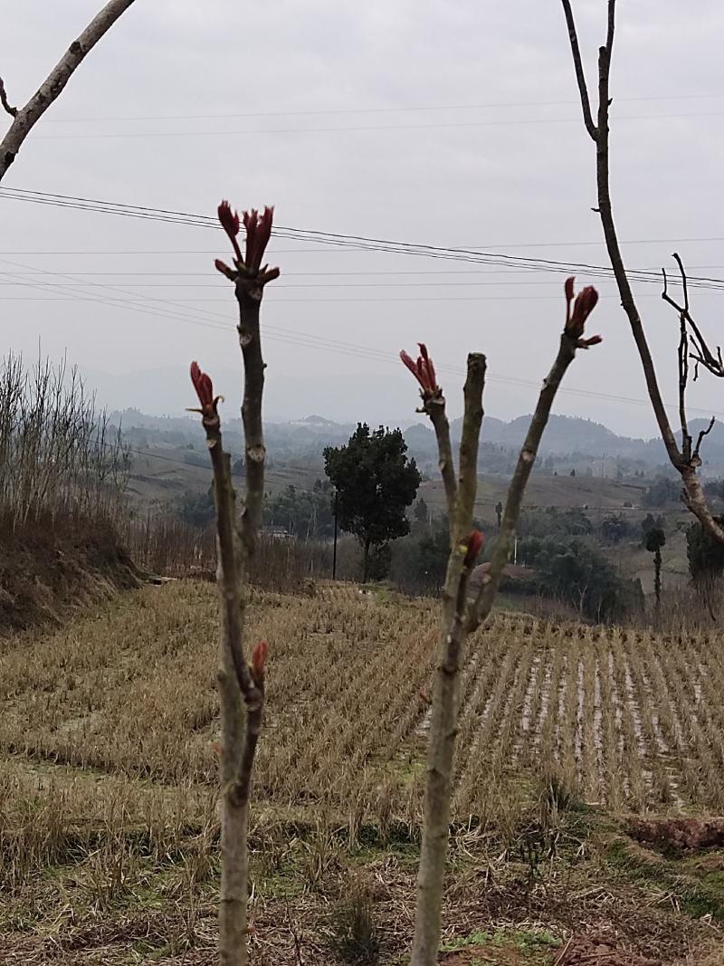 一级露天香椿芽，无任何添加剂。