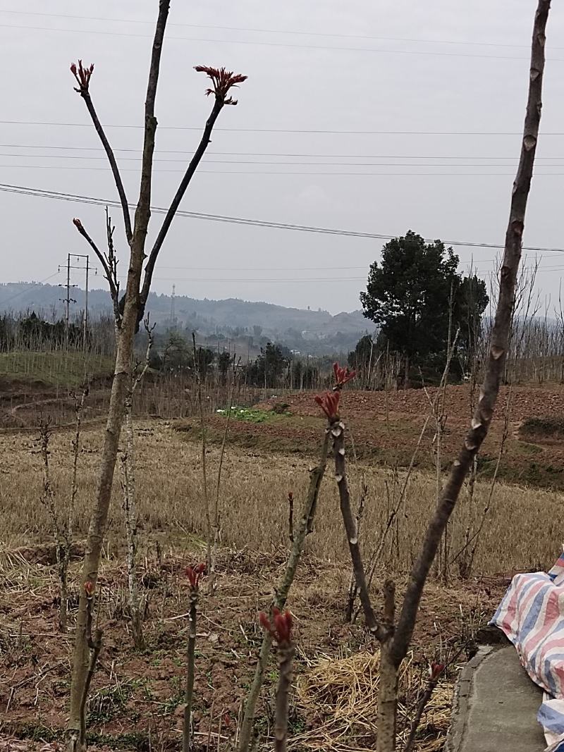 一级露天香椿芽，无任何添加剂。
