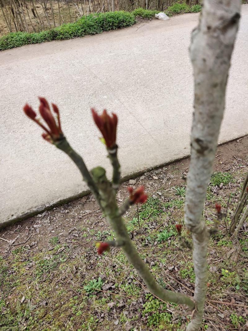 一级露天香椿芽，无任何添加剂。