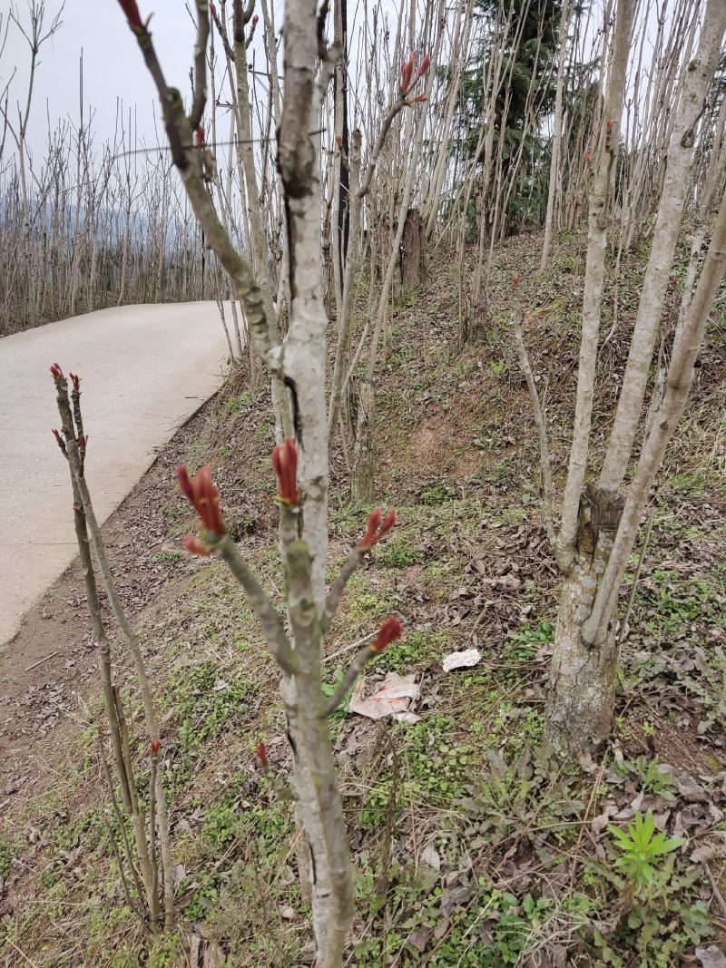 一级露天香椿芽，无任何添加剂。