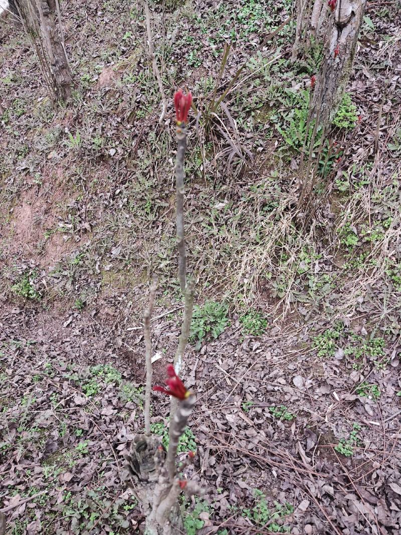 一级露天香椿芽，无任何添加剂。