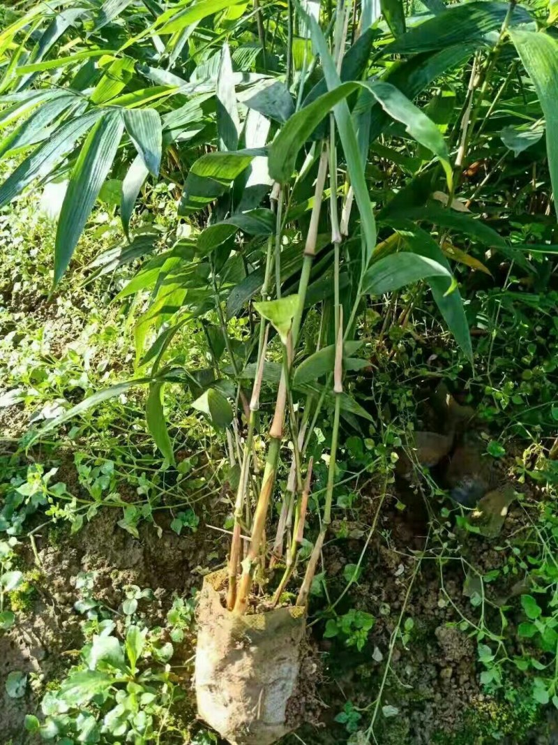 正宗方竹苗2年杯苗出售