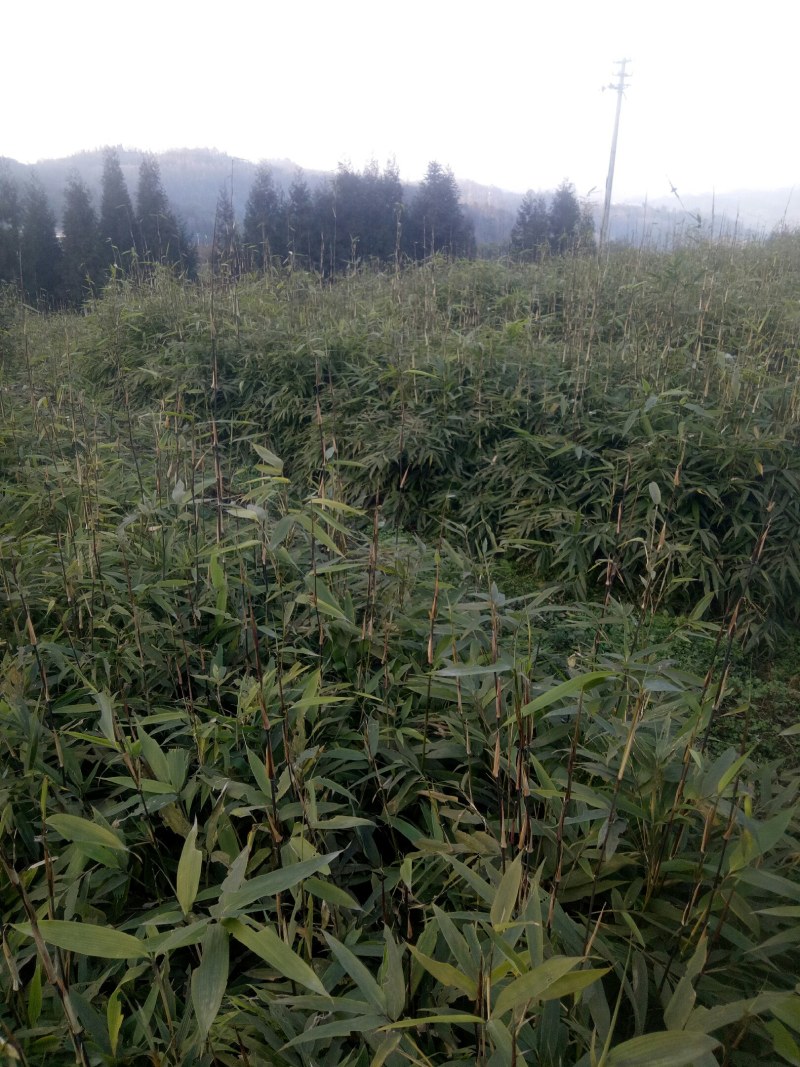 正宗方竹苗2年杯苗出售