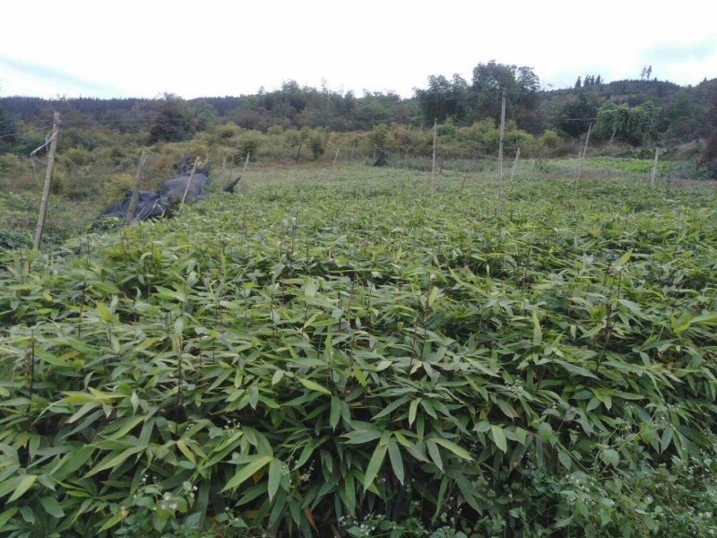 正宗方竹苗2年杯苗出售