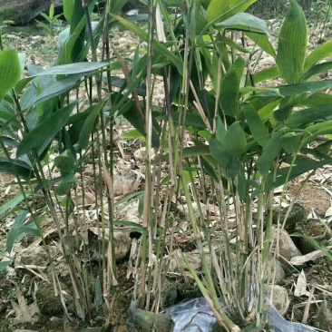 正宗方竹苗2年杯苗出售