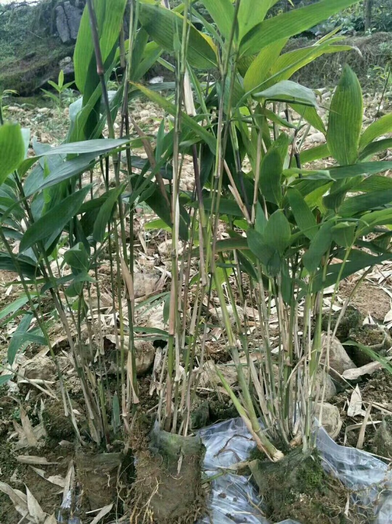 正宗方竹苗2年杯苗出售