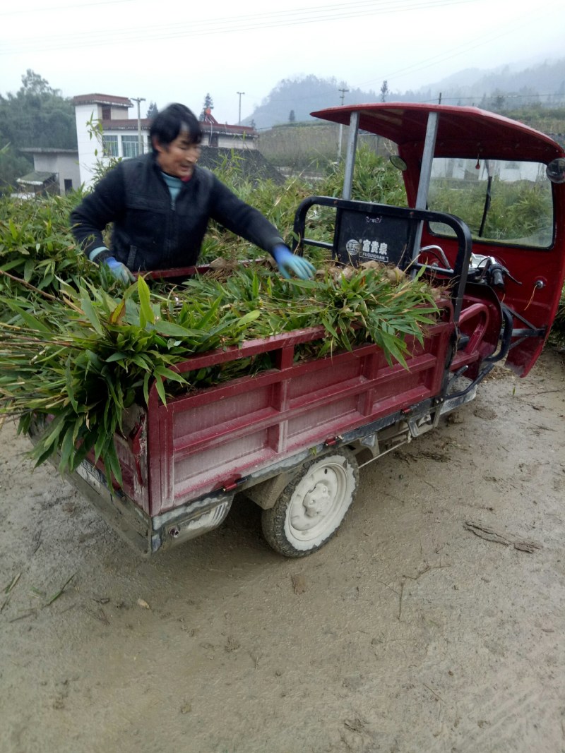 正宗方竹苗2年杯苗出售