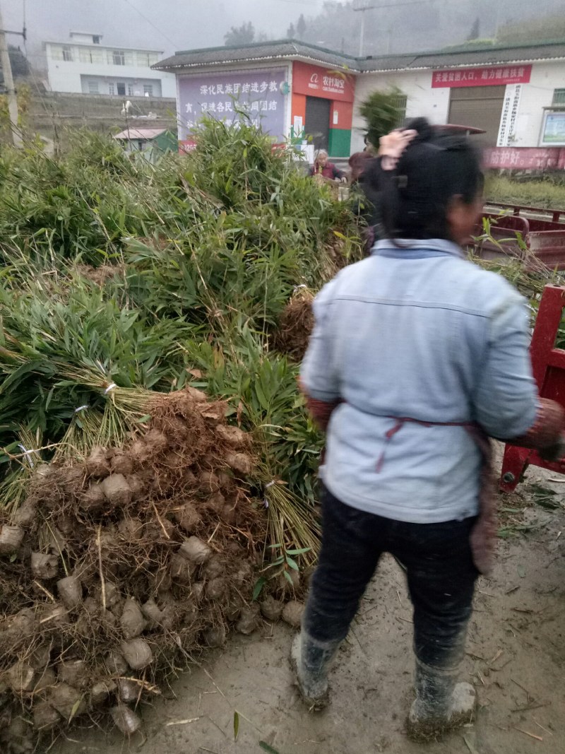 正宗方竹苗2年杯苗出售
