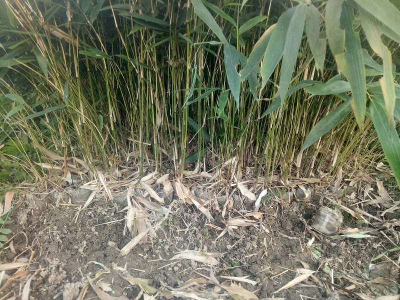 正宗方竹苗2年杯苗出售