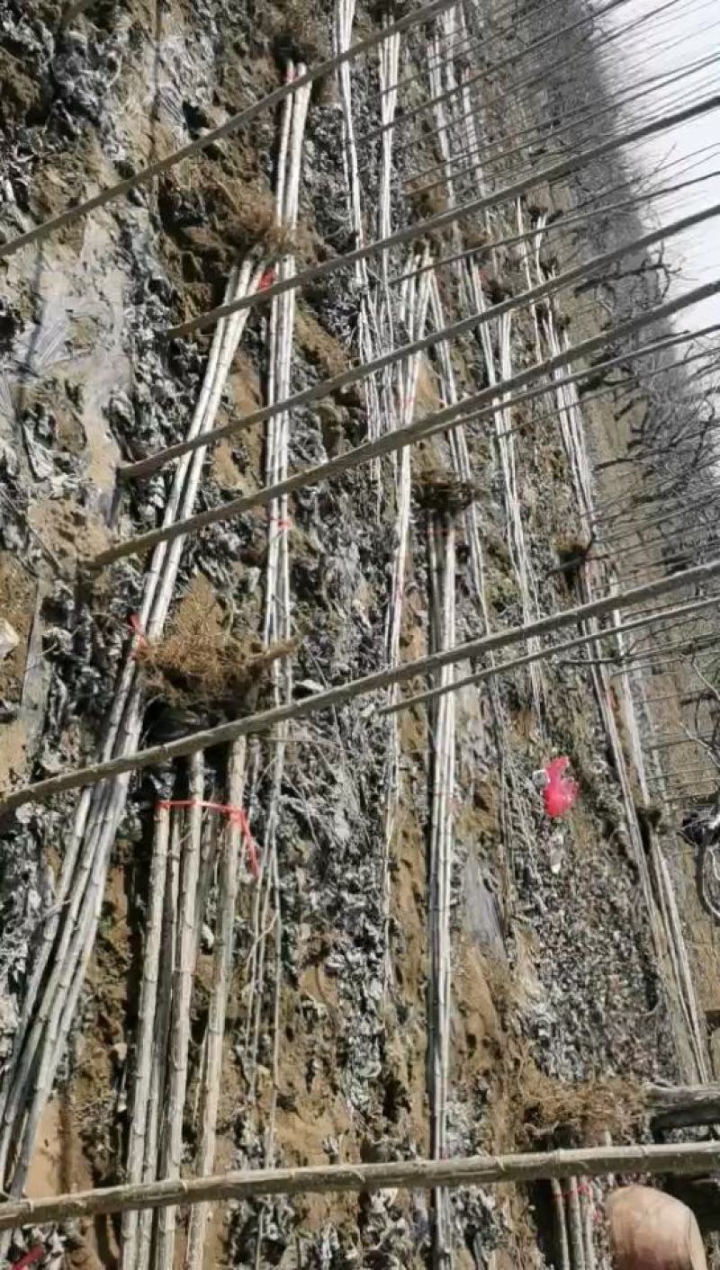 大量上市优质107杨树苗