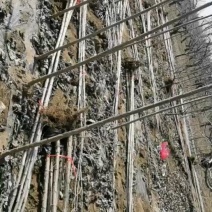 大量上市优质107杨树苗