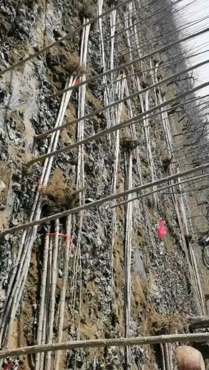 大量上市优质107杨树苗