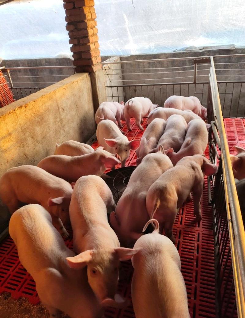 广西三元仔猪大型猪场直销防疫到位送猪到家安全可靠
