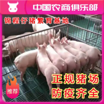 安徽三元仔猪大型猪场直销防疫到位送猪到家安全可靠