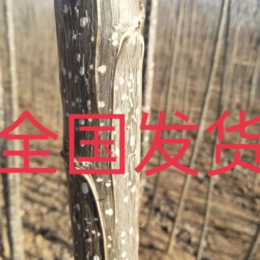 杨树苗107货大量，【原地统货】！！带土，成活率高