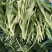 优质马兰头大量上市。
