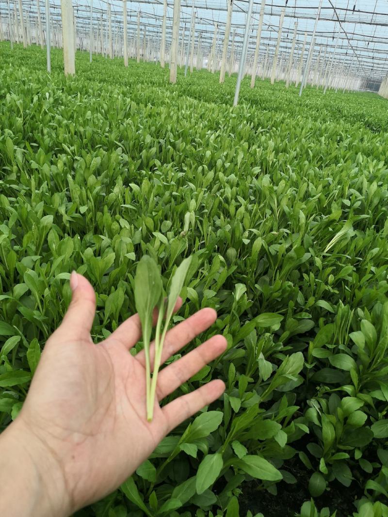 优质马兰头大量上市。