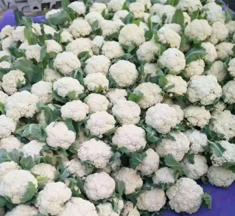 青梗松花菜苗65天75天早熟中晚熟以及晚熟品种