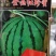 金品红珍蜜西瓜种子，长势强壮，易坐果，