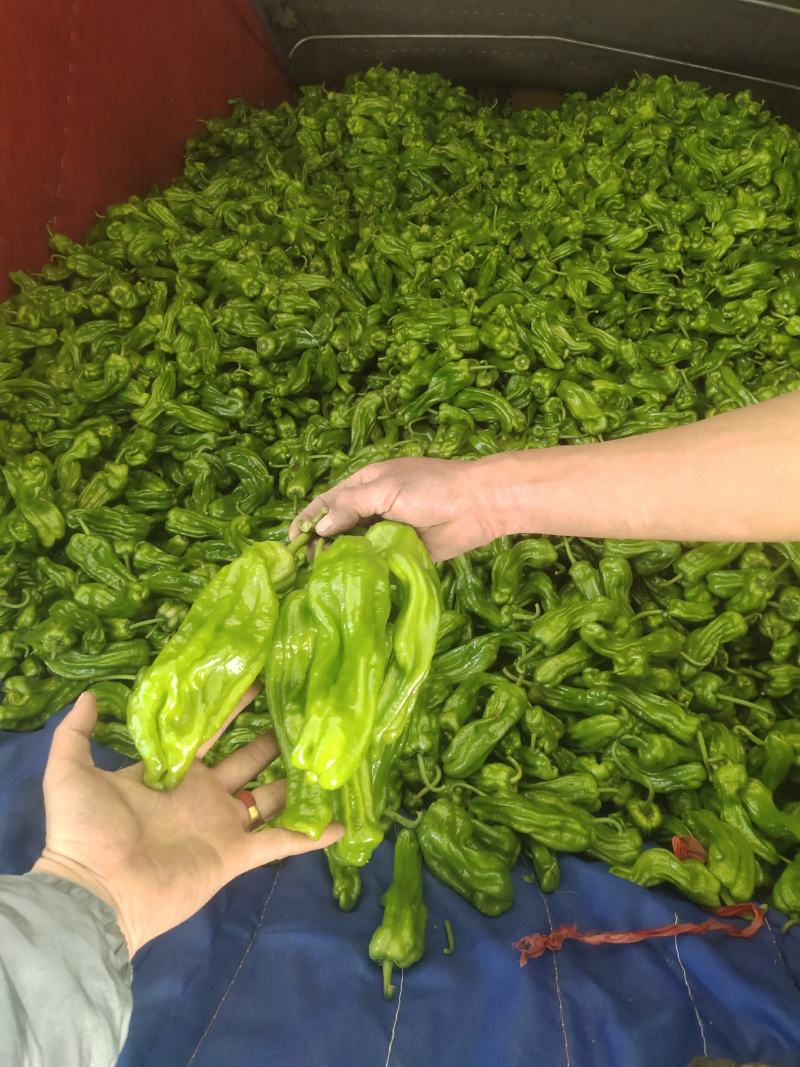 山东精品薄皮椒芜湖椒，产地现货，新鲜色泽鲜艳，供货全国市场