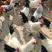 纯种鹊山鸡观赏鸡生态养殖土鸡