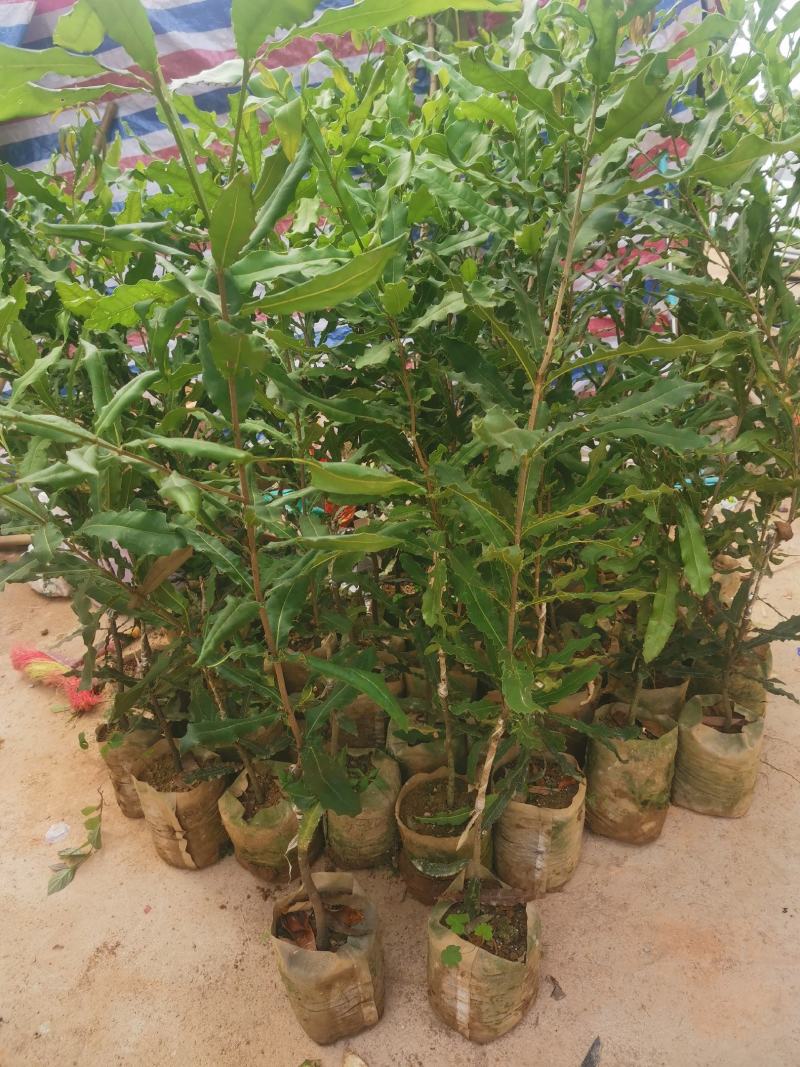 澳洲坚果苗嫁接苗带土包邮