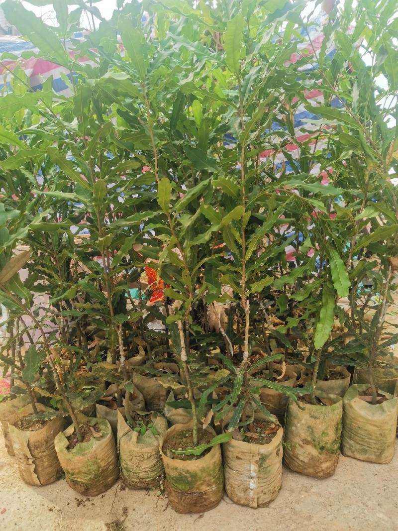 澳洲坚果苗嫁接苗带土包邮