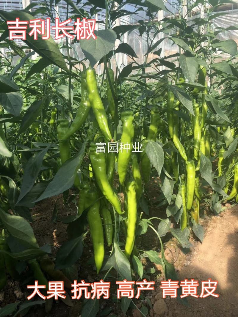 辣椒种子进口抗寒尖椒青黄皮进口抗高温高产抗病牛角羊角种子