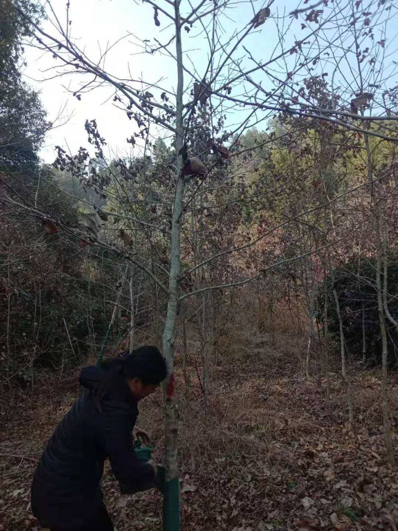 枫香九江市柴桑区清风园林常年供应各种规格苗木