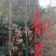 枫香九江市柴桑区清风园林常年供应各种规格苗木