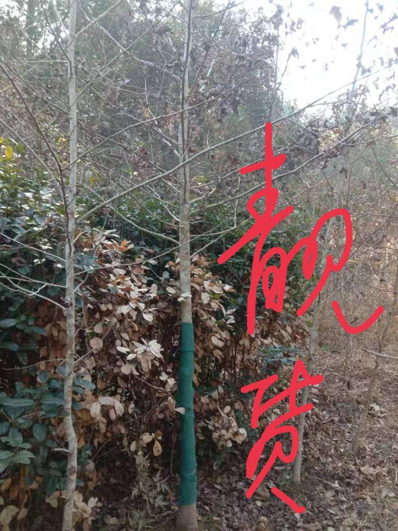 枫香九江市柴桑区清风园林常年供应各种规格苗木