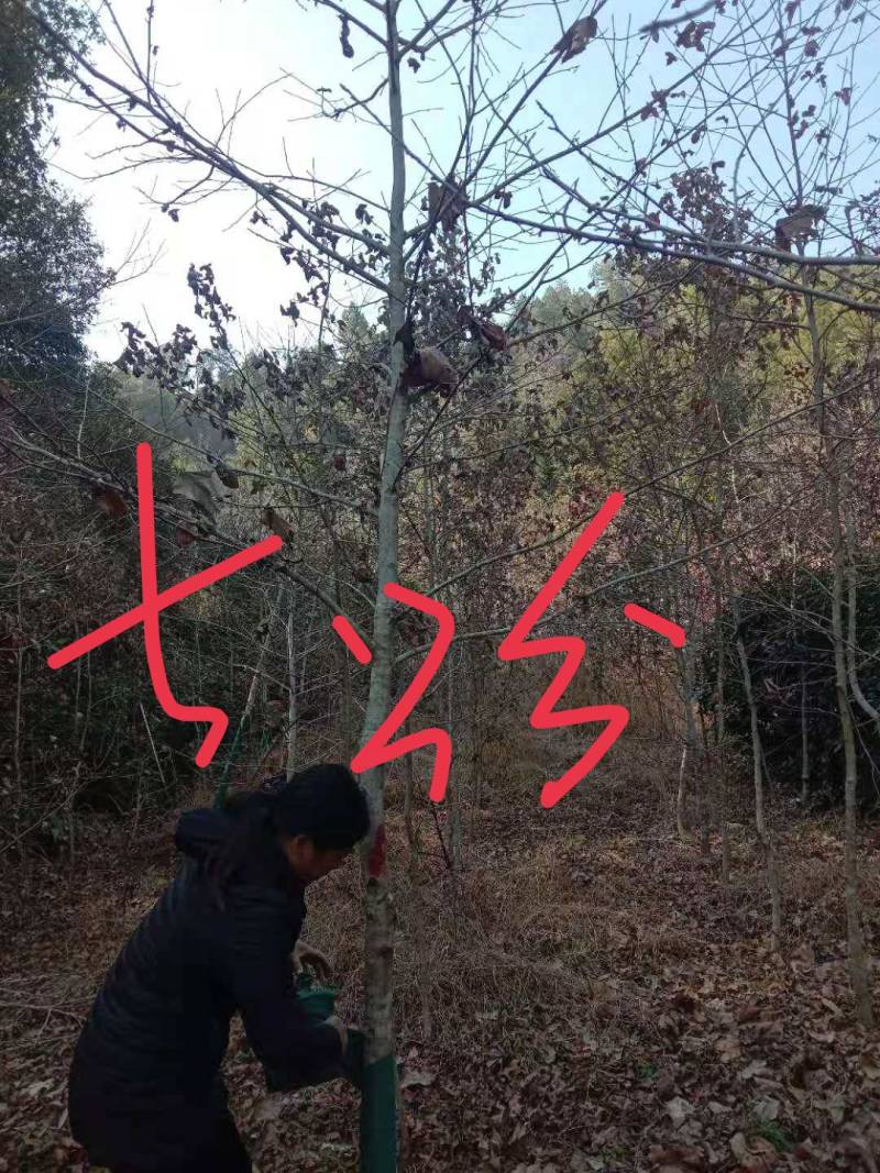 枫香九江市柴桑区清风园林常年供应各种规格苗木