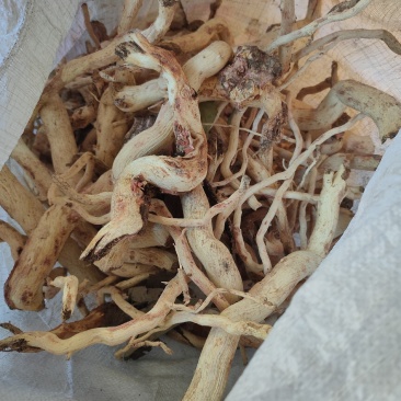 雷公藤，茎，枝干（未切片）